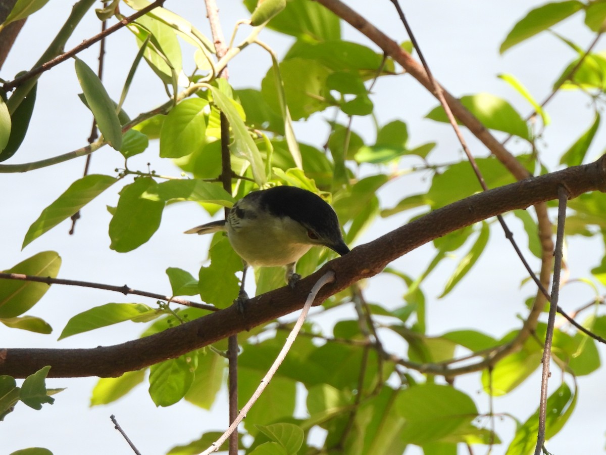 sørdunrygg - ML645902919