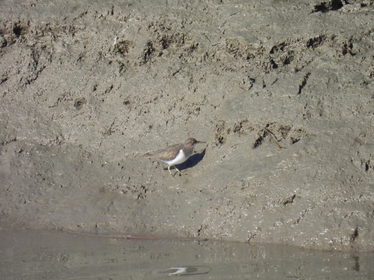 flekksnipe - ML645902921