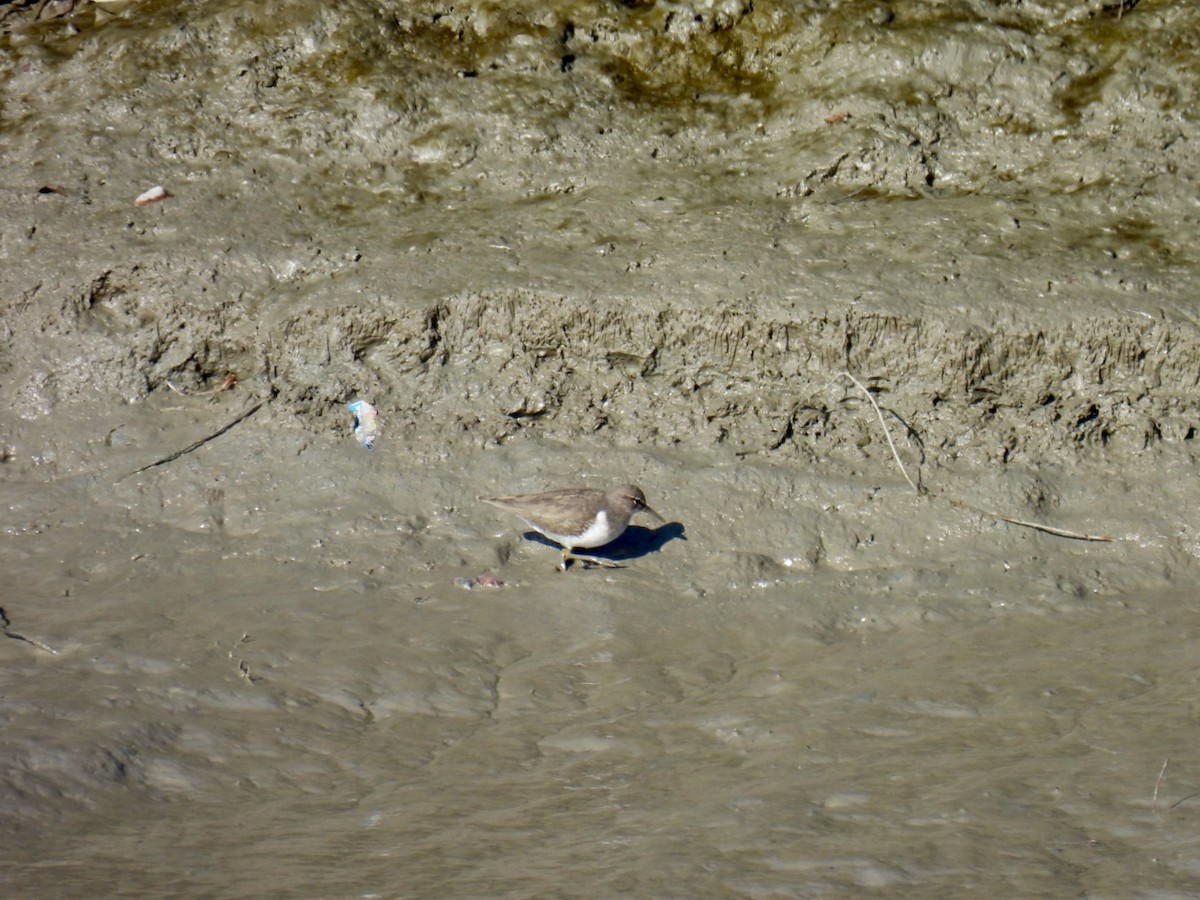 flekksnipe - ML645902922