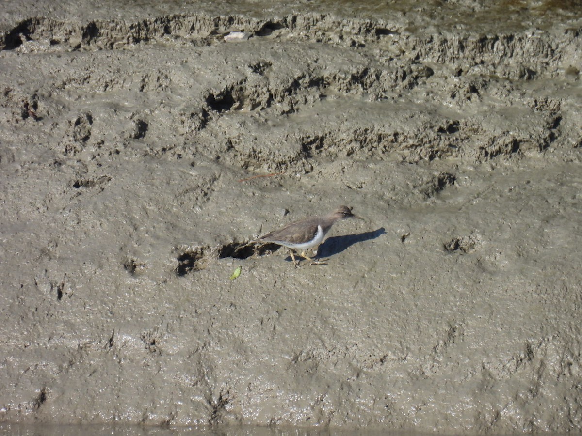 flekksnipe - ML645902923