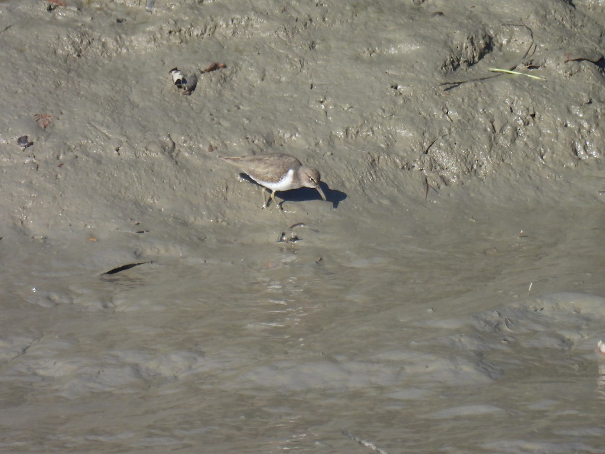 flekksnipe - ML645902924