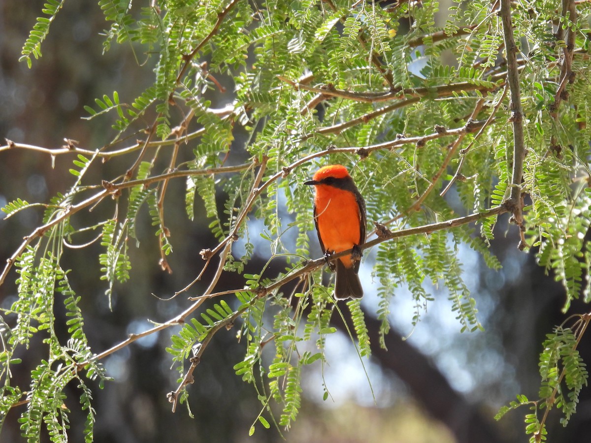 rubintyrann - ML645902925