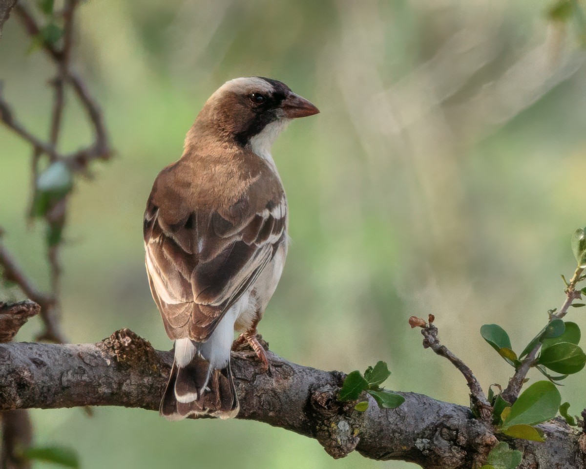 hvitbrynvever - ML645902926