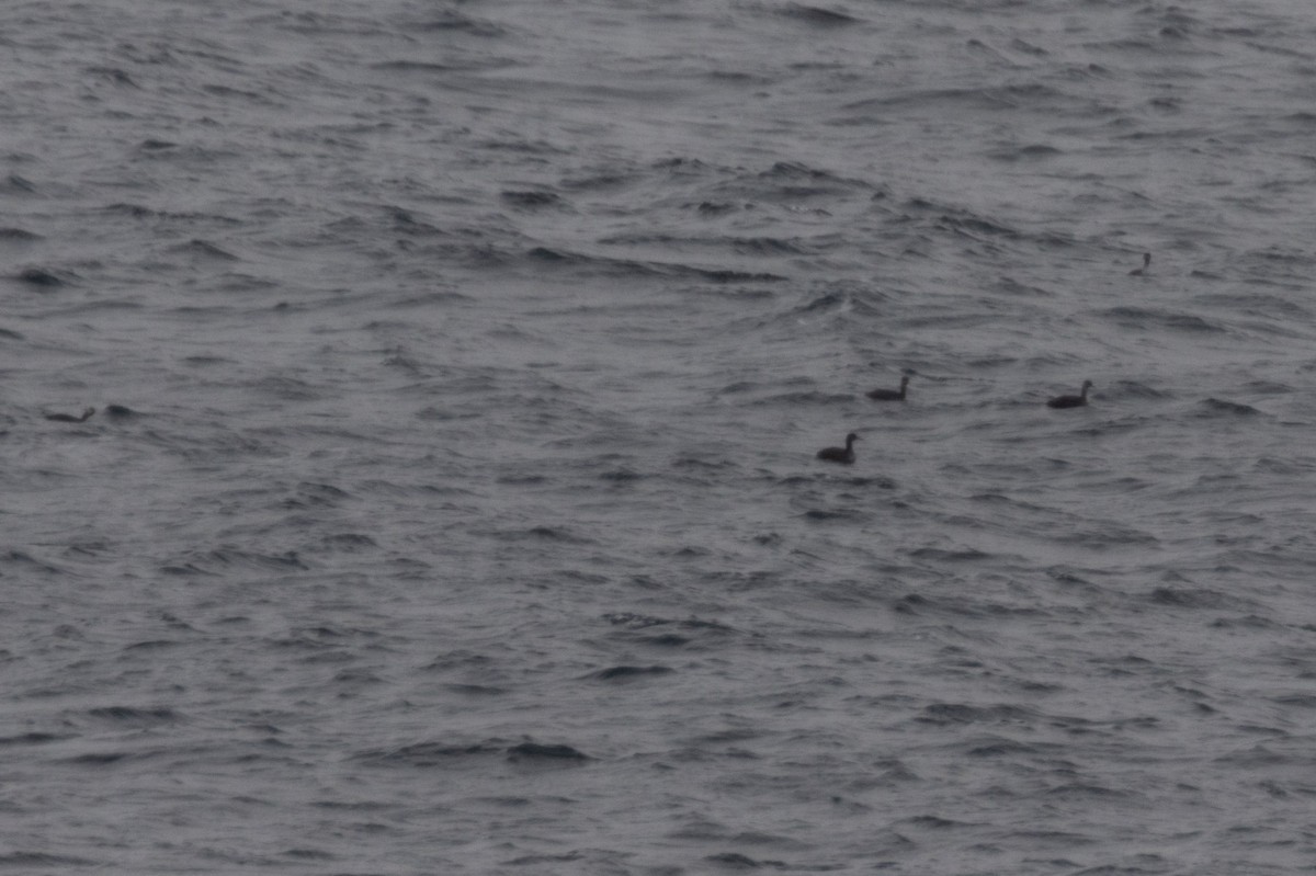 Somormujo Cuellirrojo - ML645902928