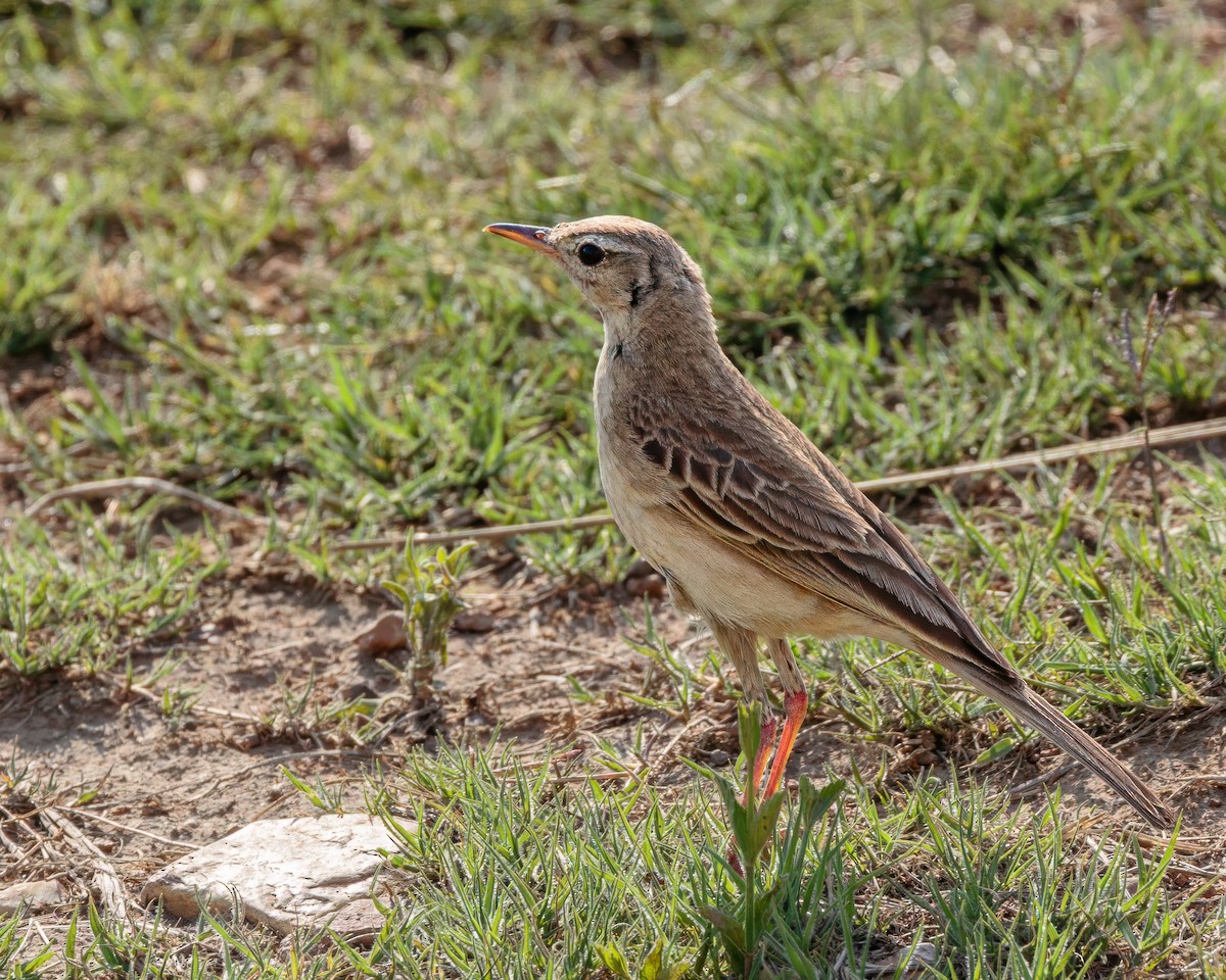 Plain-backed Pipit - ML645902935
