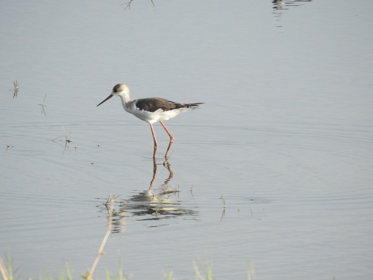 Zankaluze eurasiarra - ML645902940