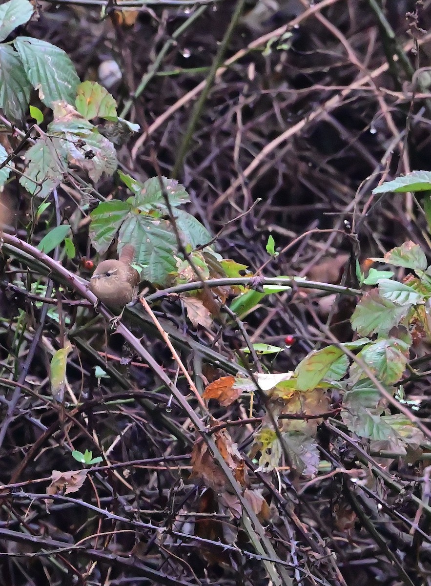 Winter Wren - ML645902941