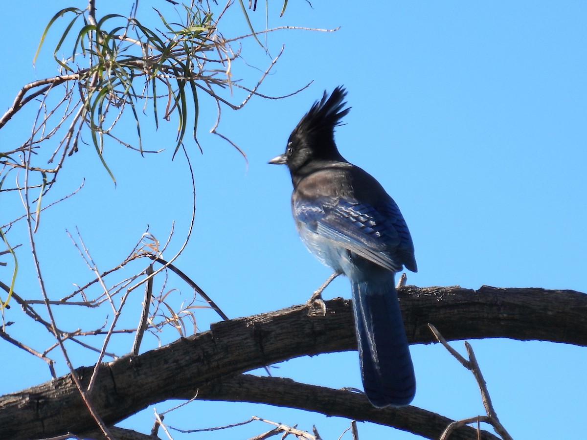 Chara de Steller - ML645902944