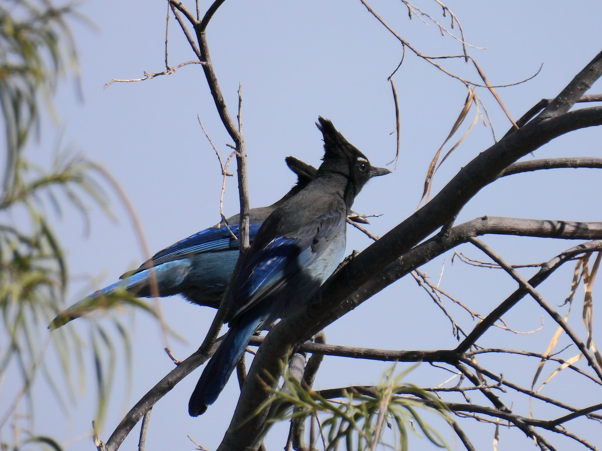 Chara de Steller - ML645902945