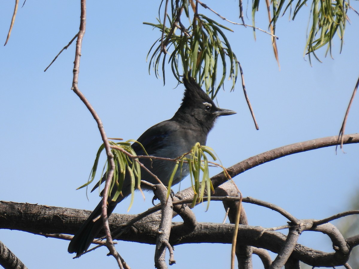 Chara de Steller - ML645902946