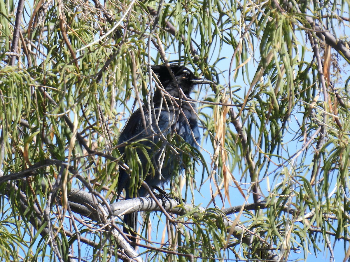 Chara de Steller - ML645902947