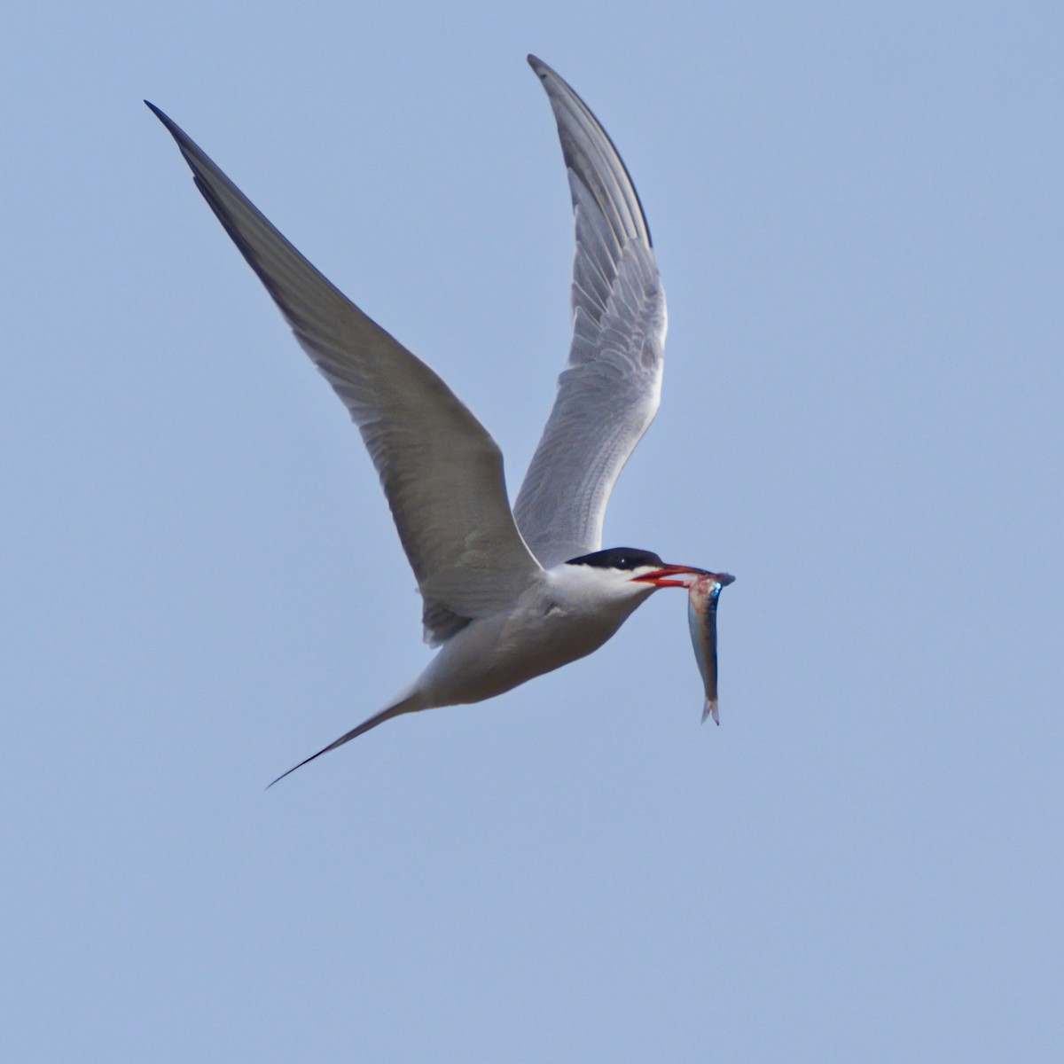 Common Tern - ML645902958