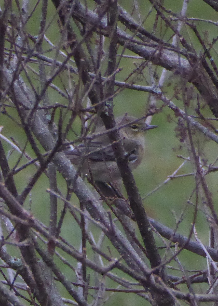 Çam Ötleğeni - ML645902964