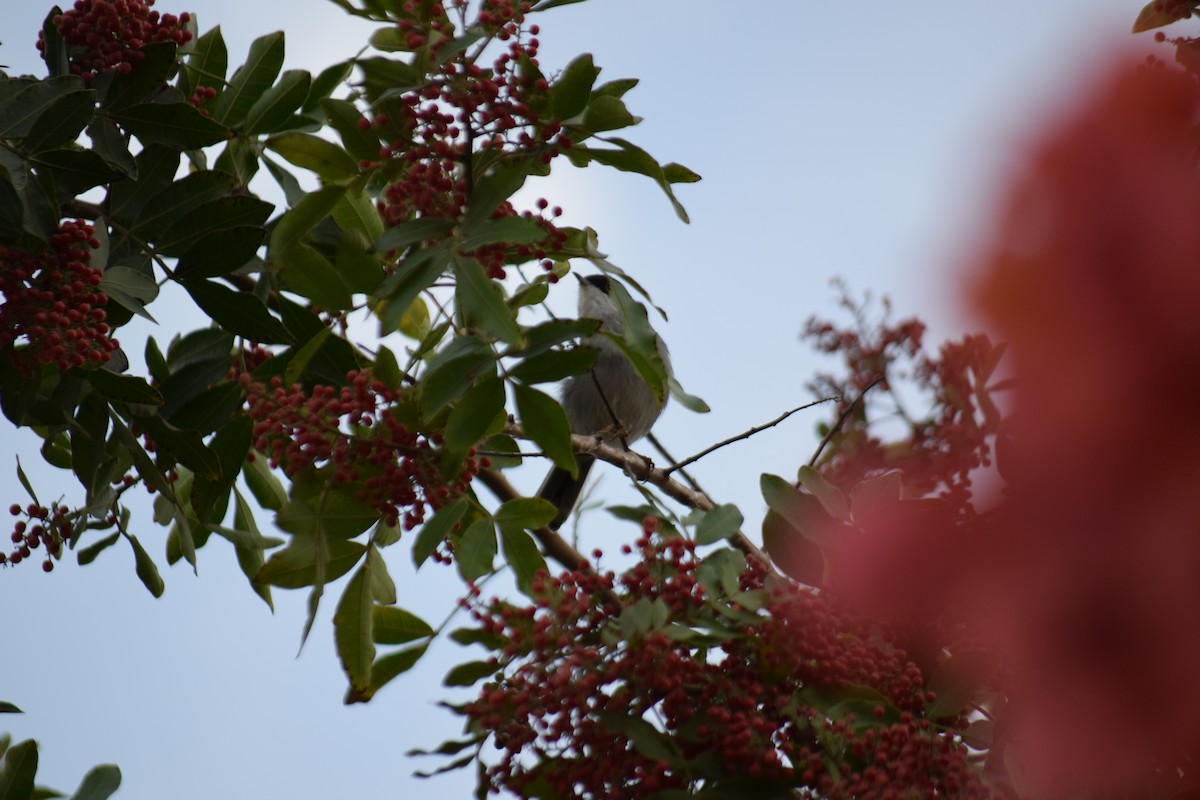 Sardinian Warbler - ML645902970