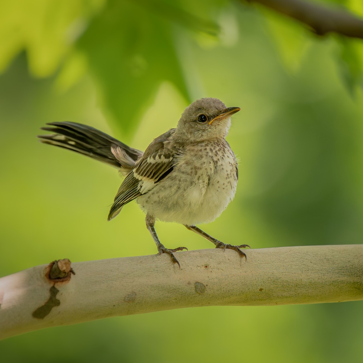 Northern Mockingbird - ML645902983