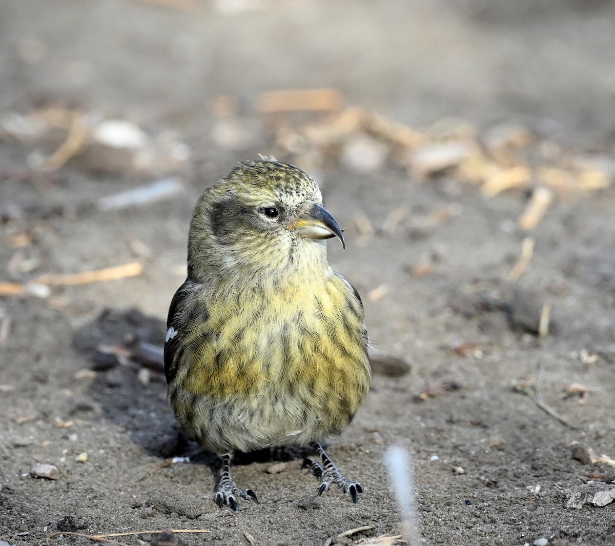 White-winged Crossbill - ML645902986