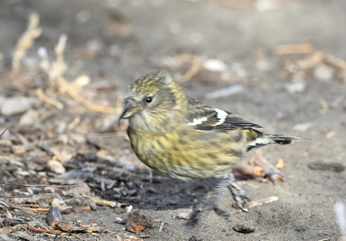 White-winged Crossbill - ML645902987