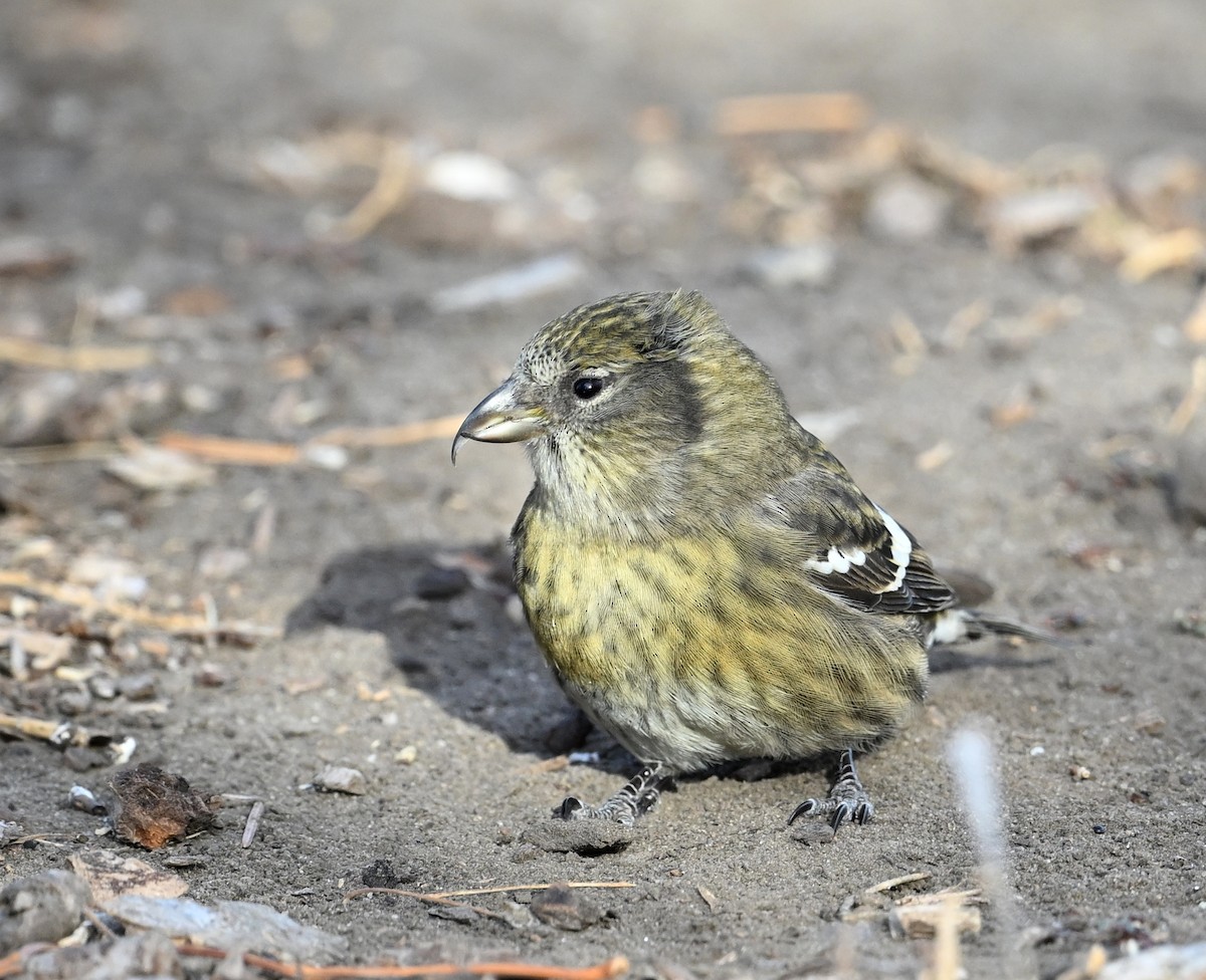 White-winged Crossbill - ML645902988
