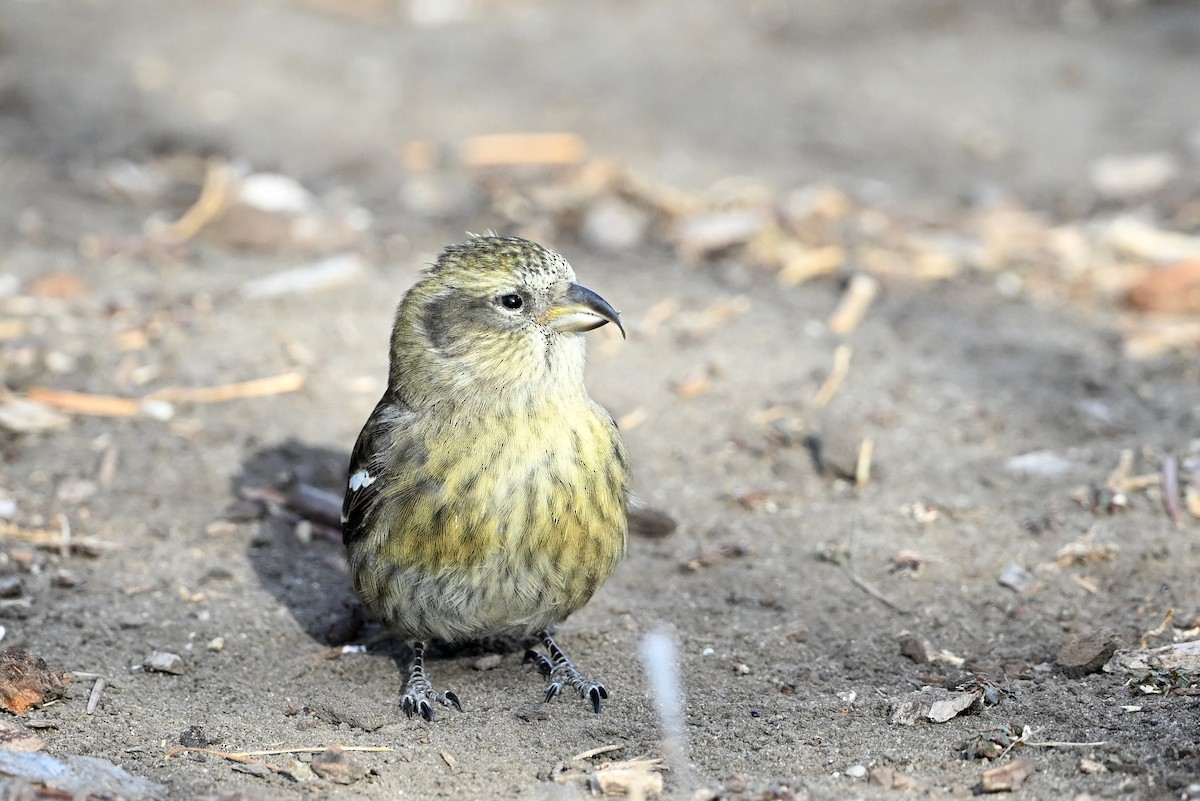 White-winged Crossbill - ML645902989