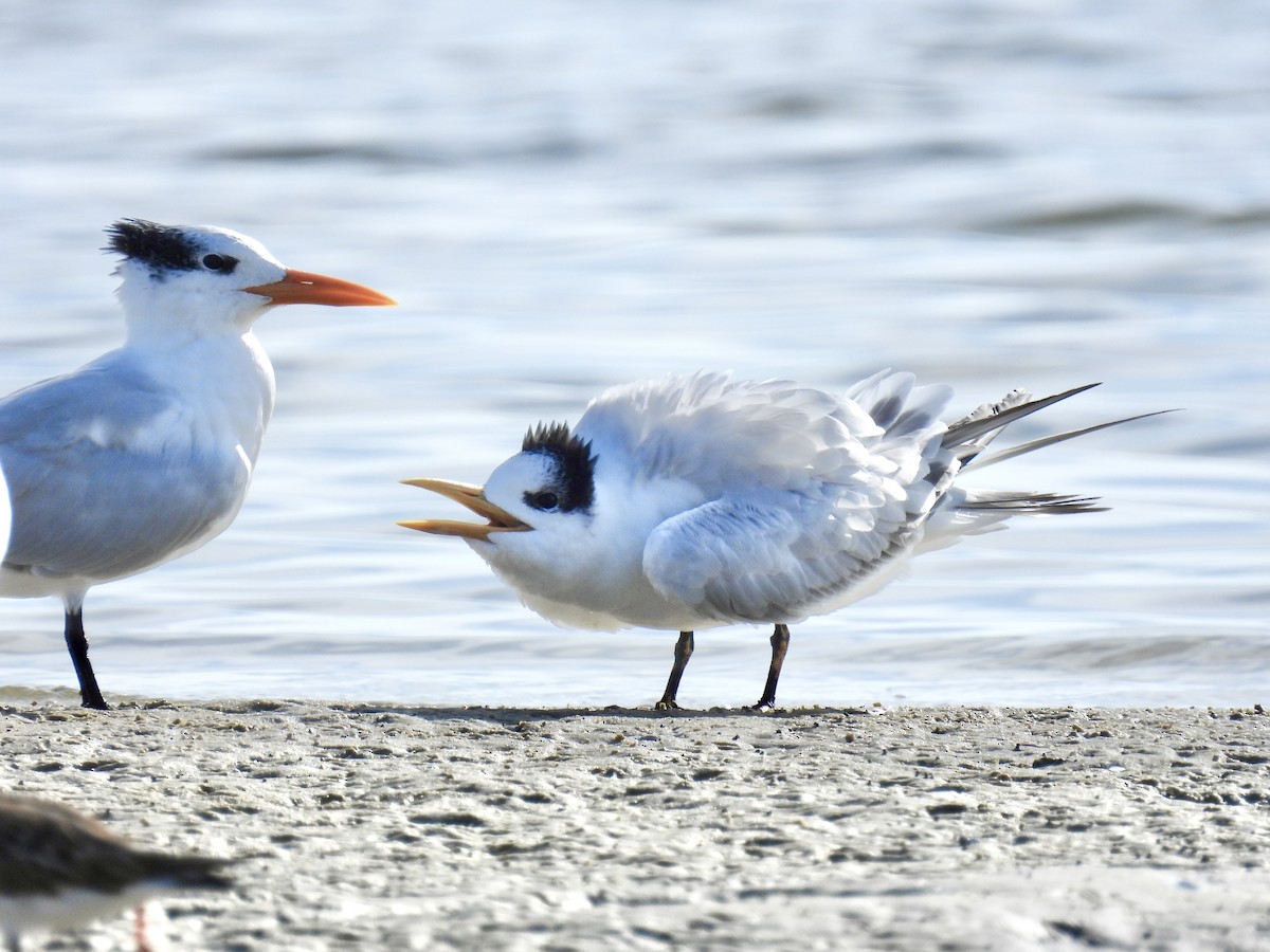 Royal Tern - ML645903013