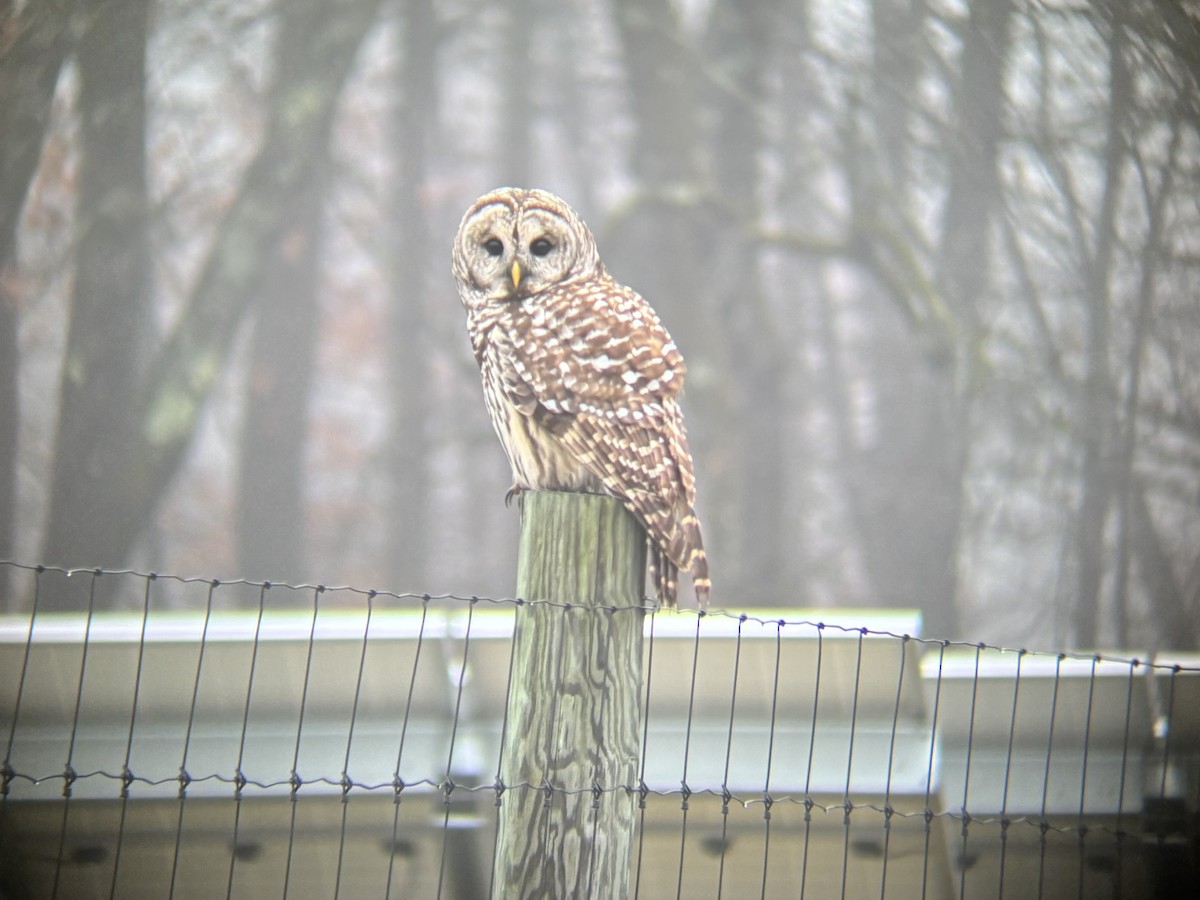 Barred Owl - ML645903022