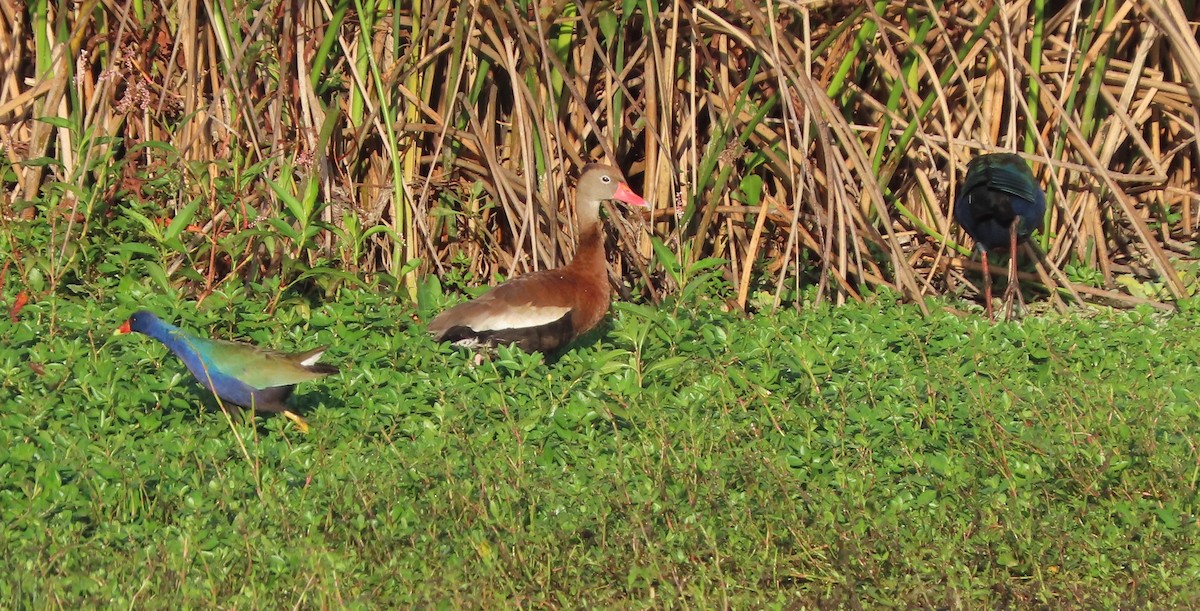 Purple Gallinule - ML645903023