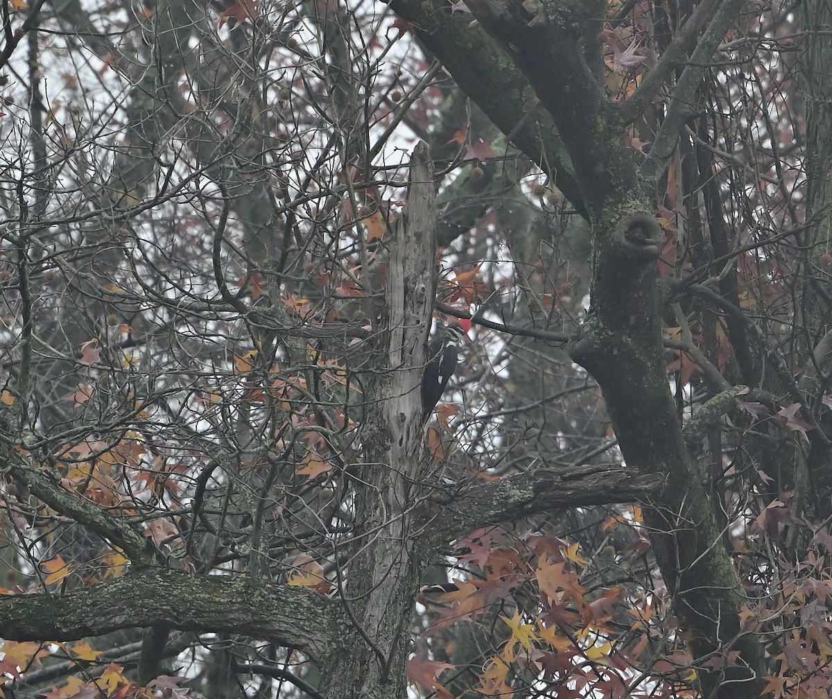 Pileated Woodpecker - ML645903024