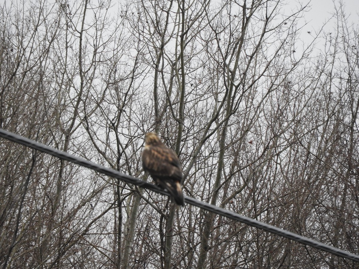 Rough-legged Hawk - ML645903030
