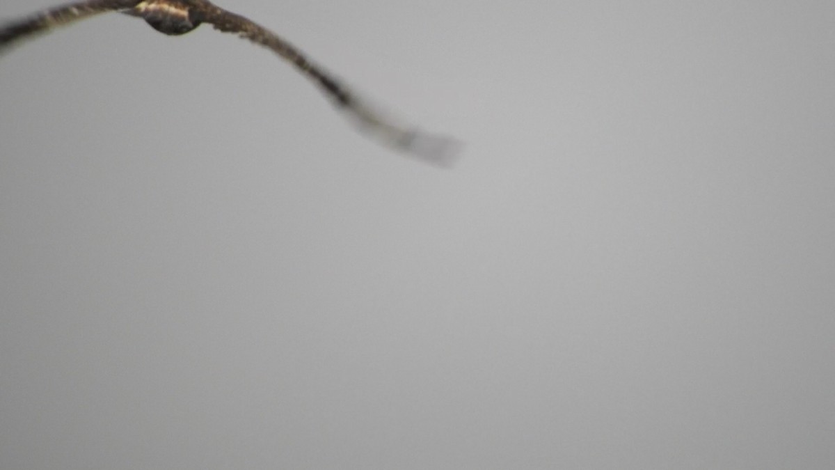 Rough-legged Hawk - ML645903031
