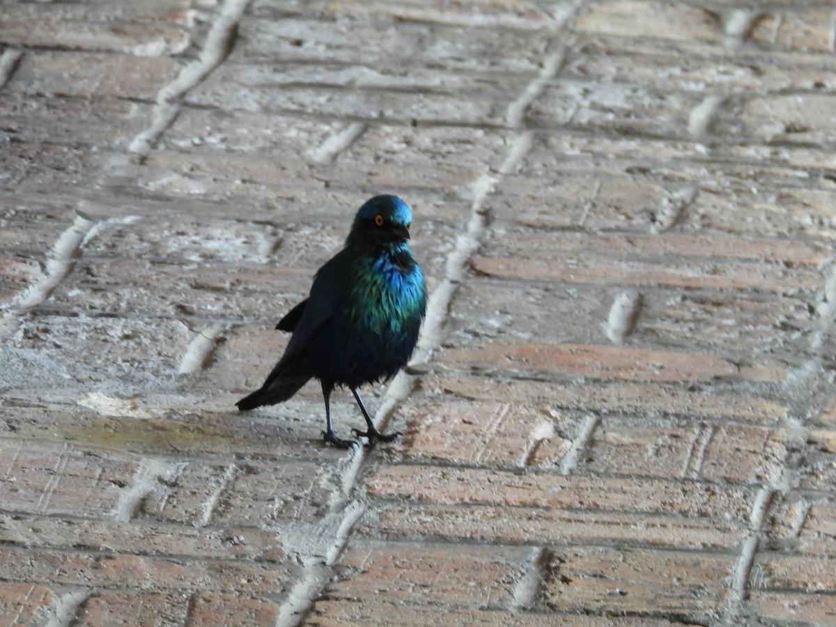 blåøreglansstær - ML645903034