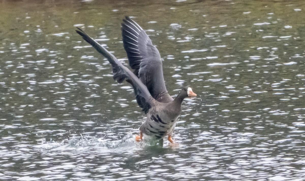 husa běločelá - ML645903052