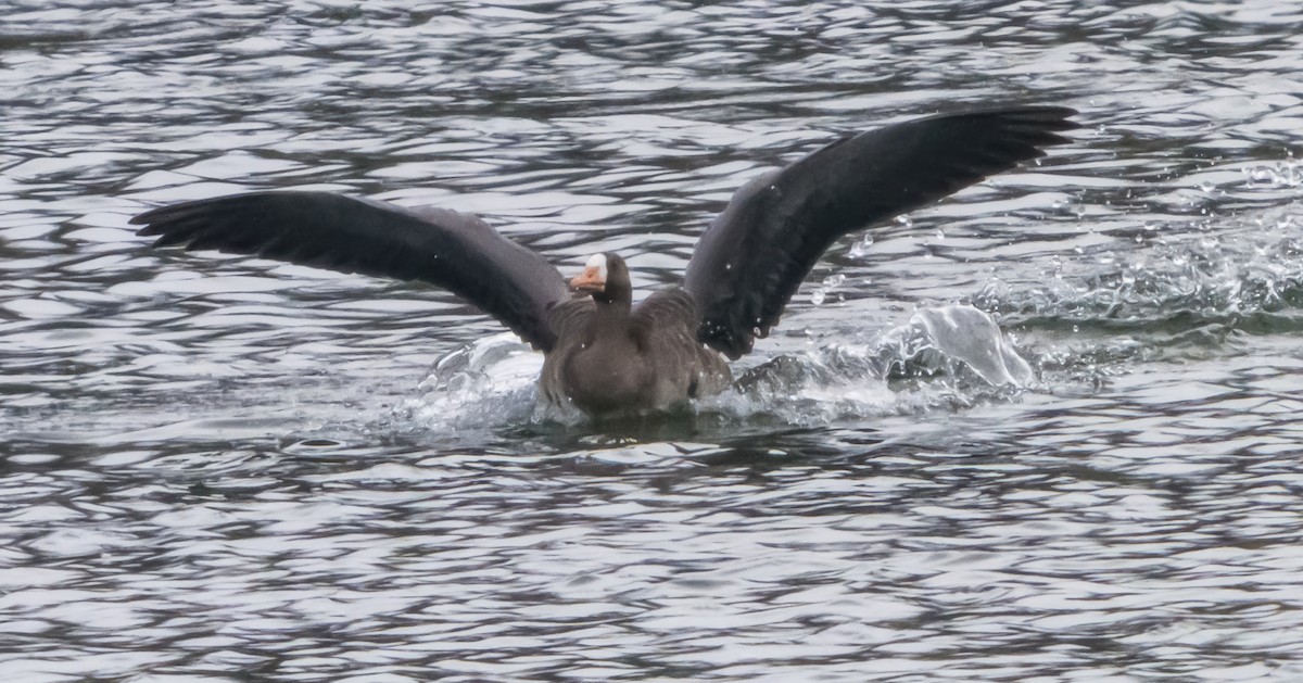 husa běločelá - ML645903057