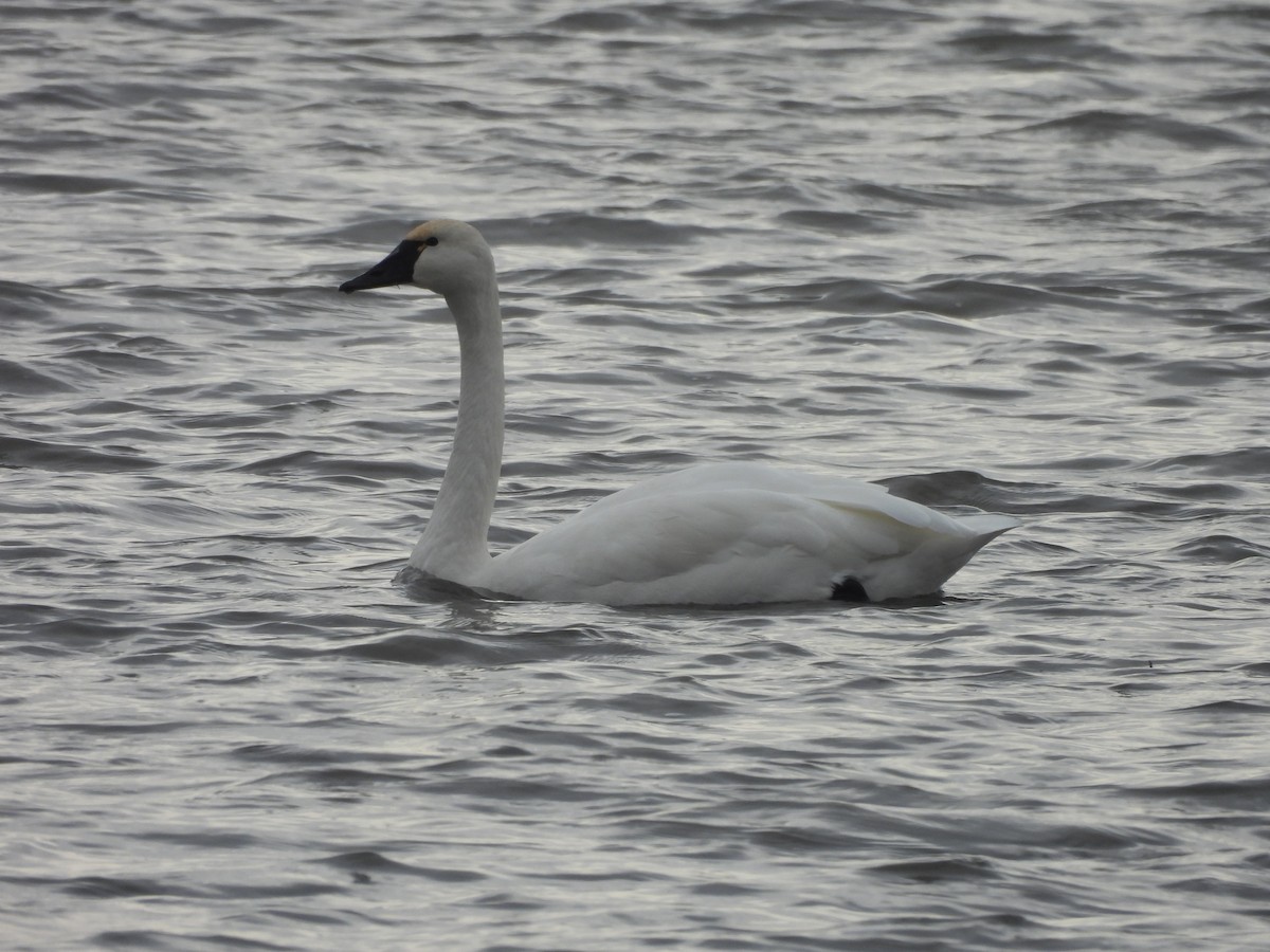 Tundra Swan - ML645903062