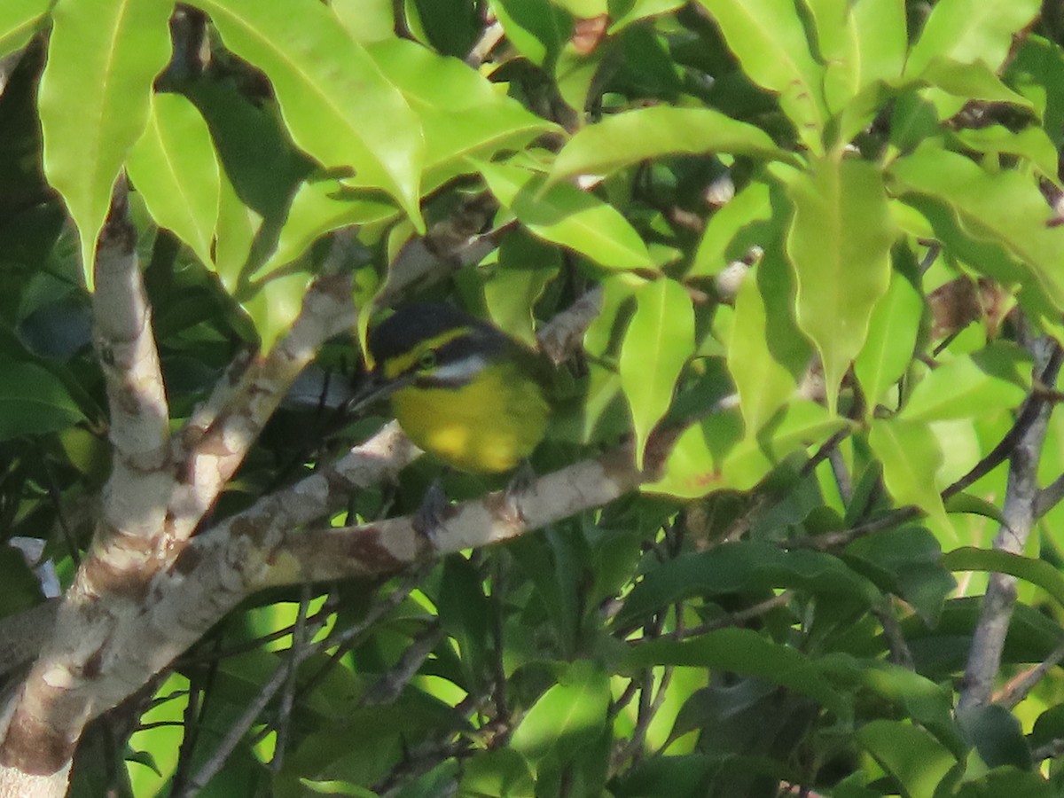 Віреон сіроголовий - ML645903065