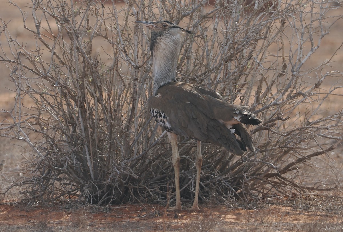 Kori Bustard - ML645903068