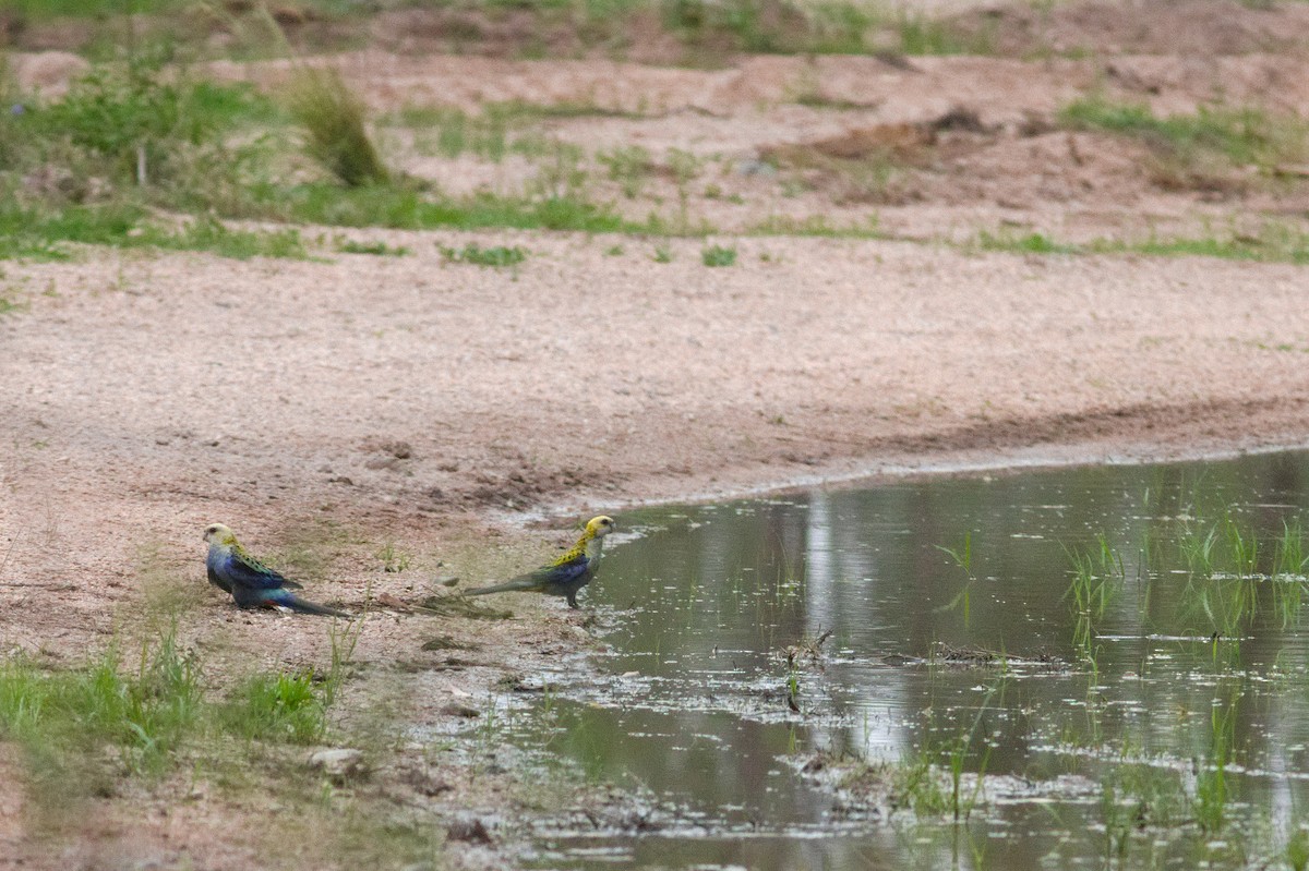 Pale-headed Rosella - ML645903071