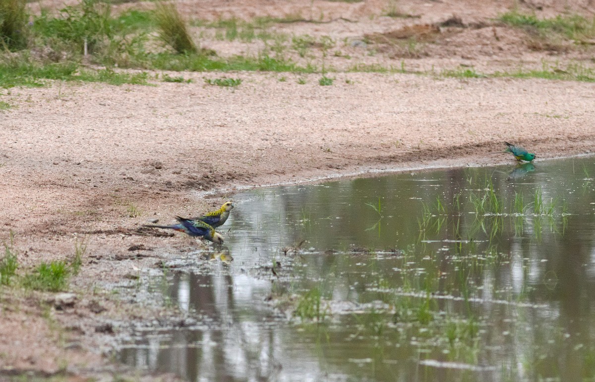 Pale-headed Rosella - ML645903073