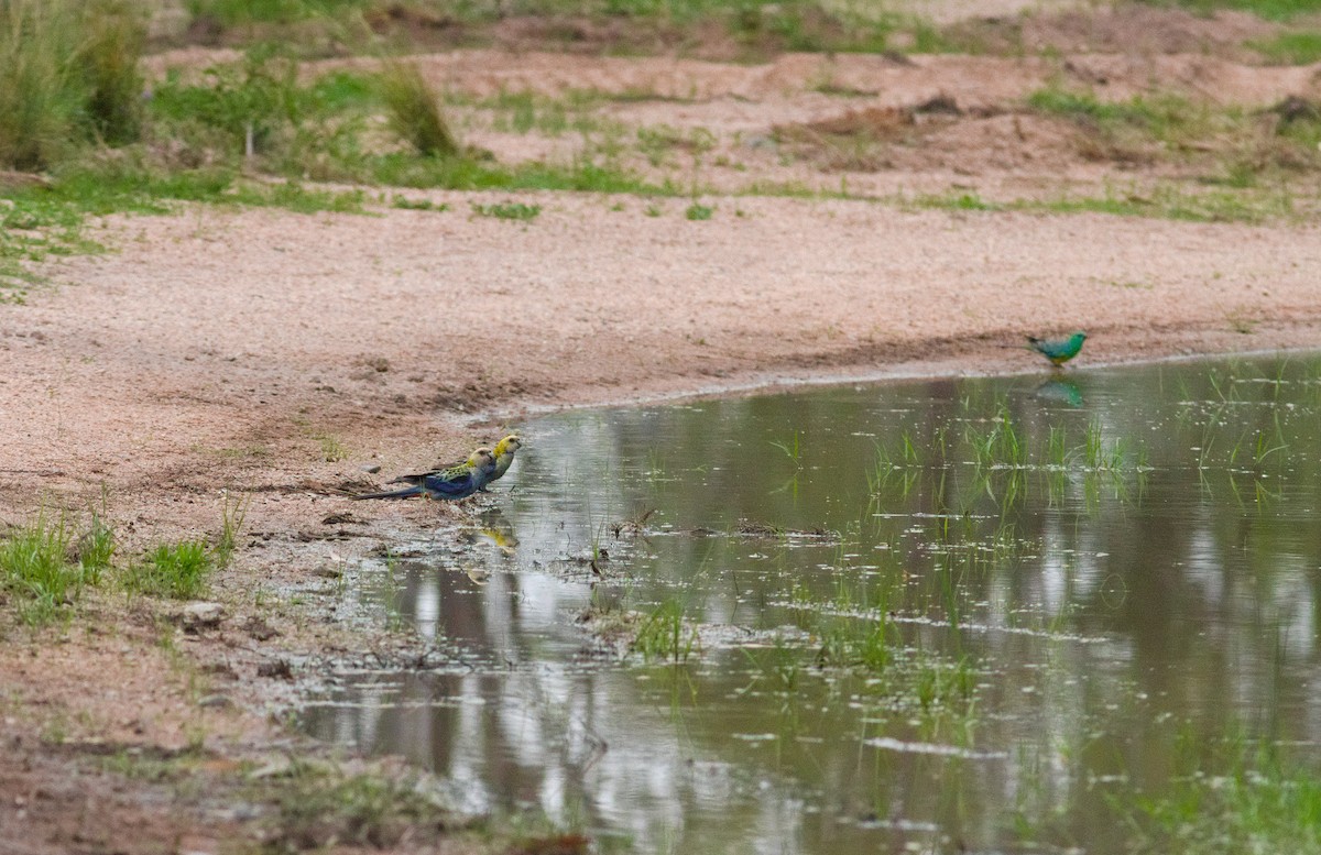 Pale-headed Rosella - ML645903074