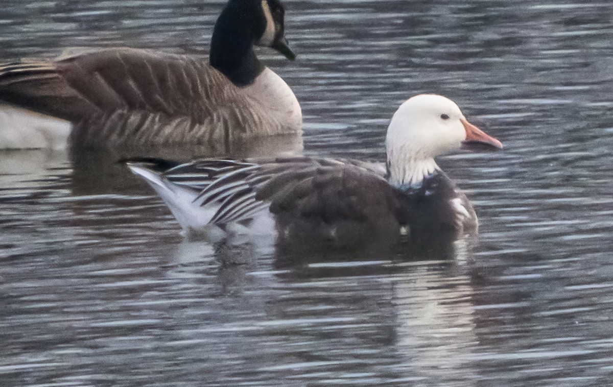 husa sněžní - ML645903075