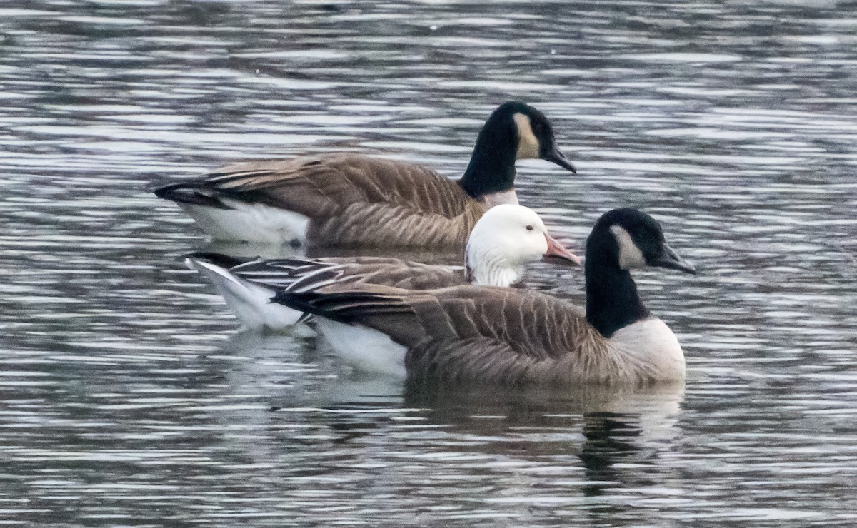 husa sněžní - ML645903076