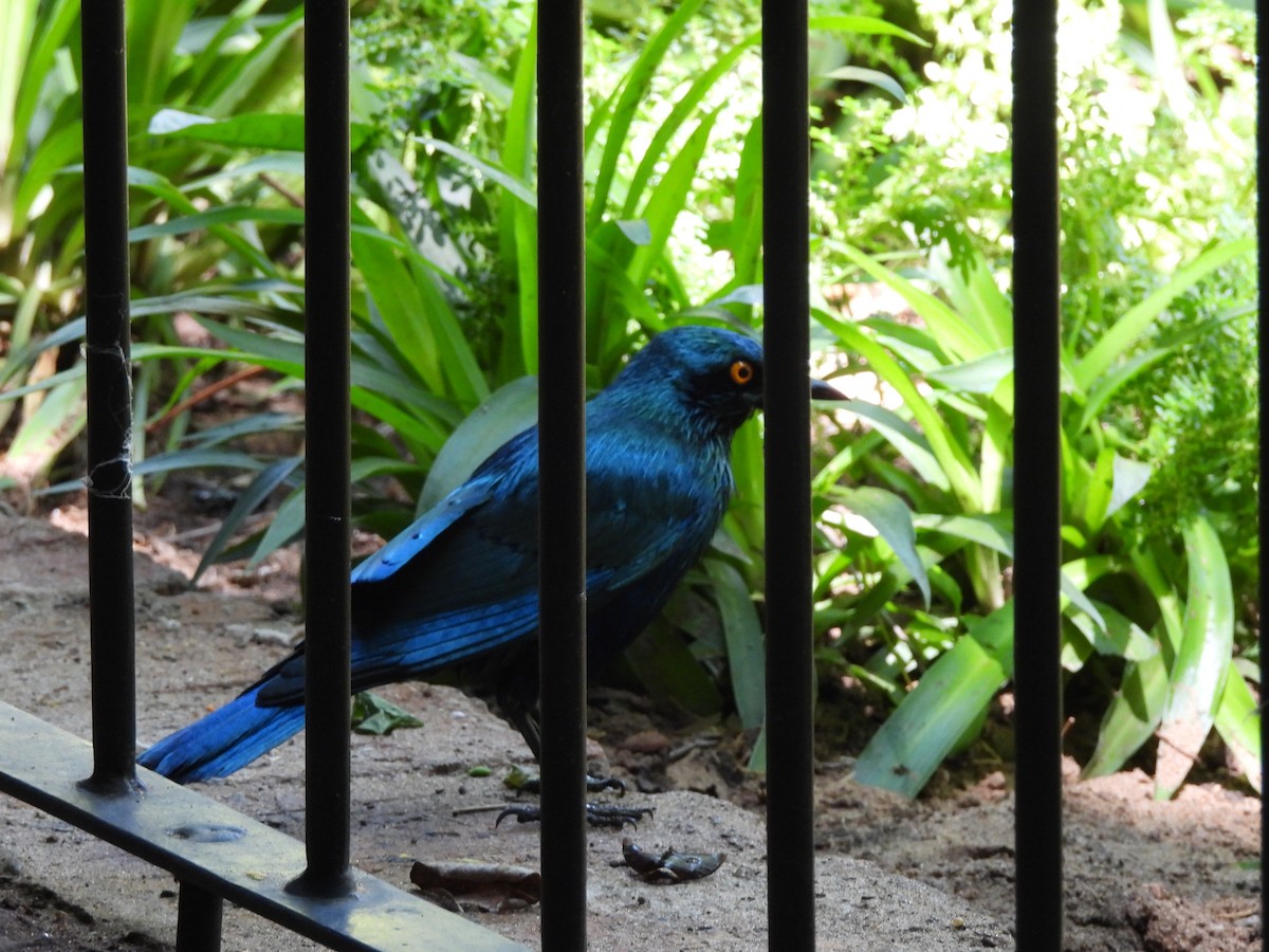 blåøreglansstær - ML645903079