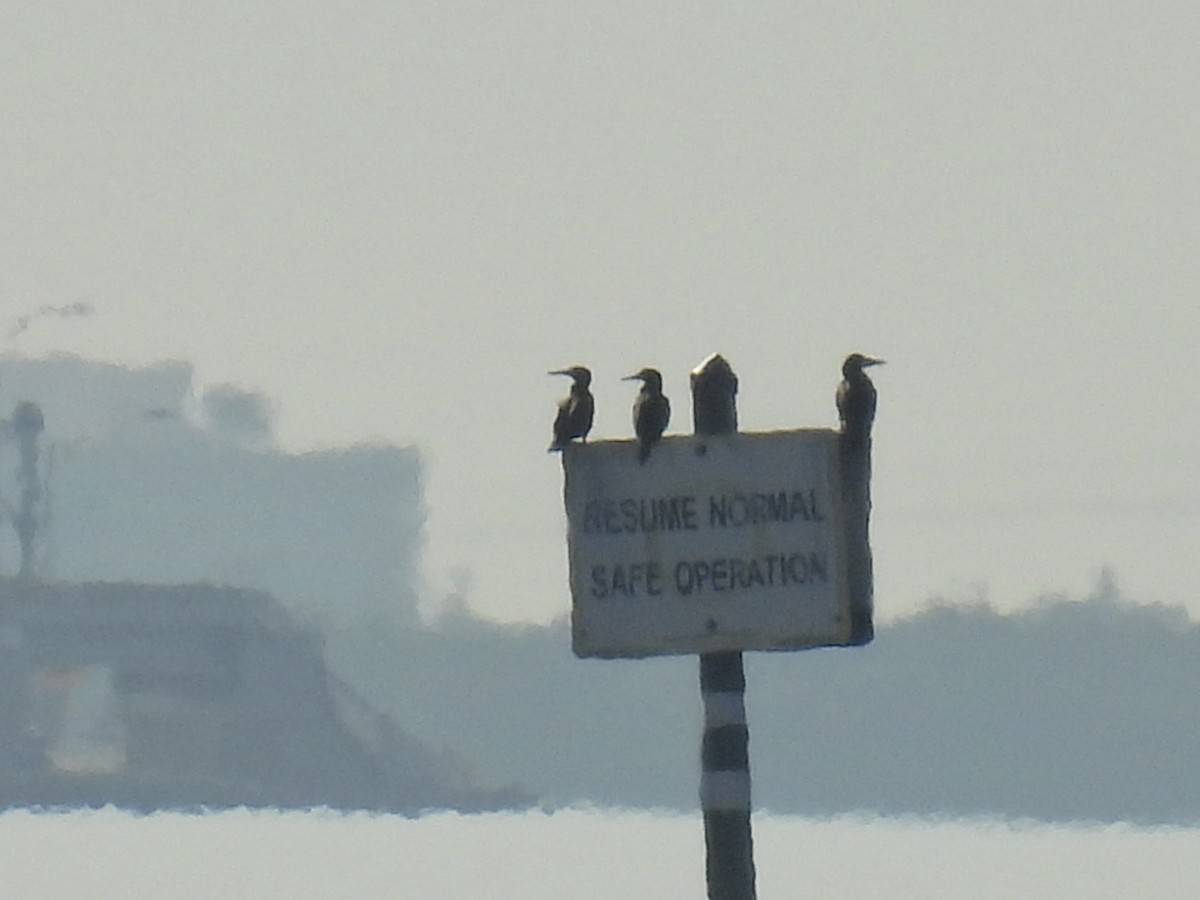 Brown Booby - ML645903081