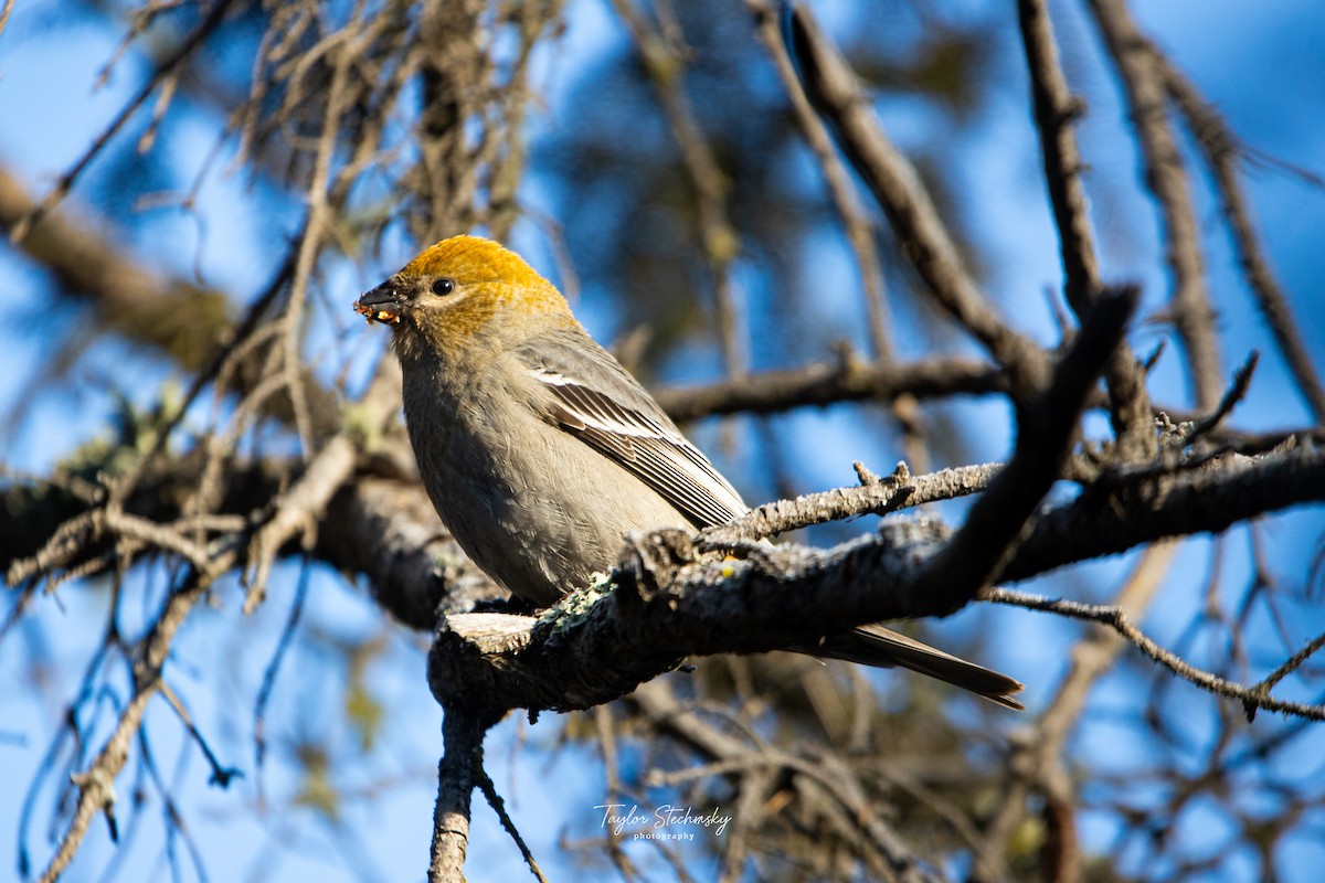 Pinu-gailupa - ML645903084