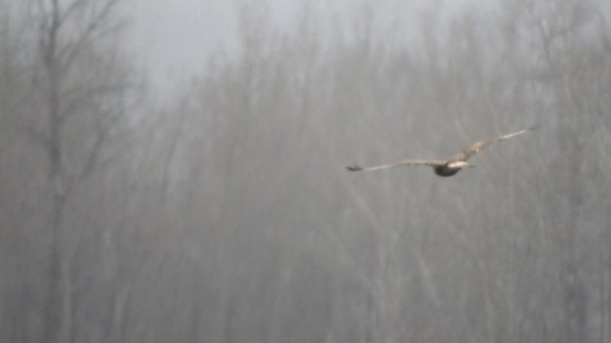 Rough-legged Hawk - ML645903085