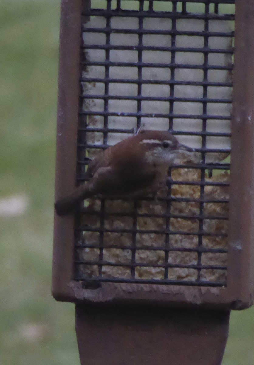 Cucarachero de Carolina - ML645903086