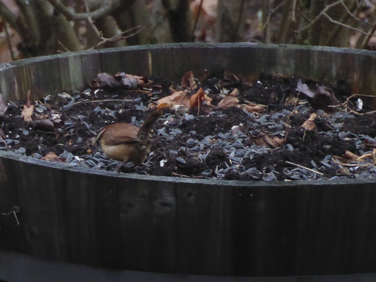 Cucarachero de Carolina - ML645903087