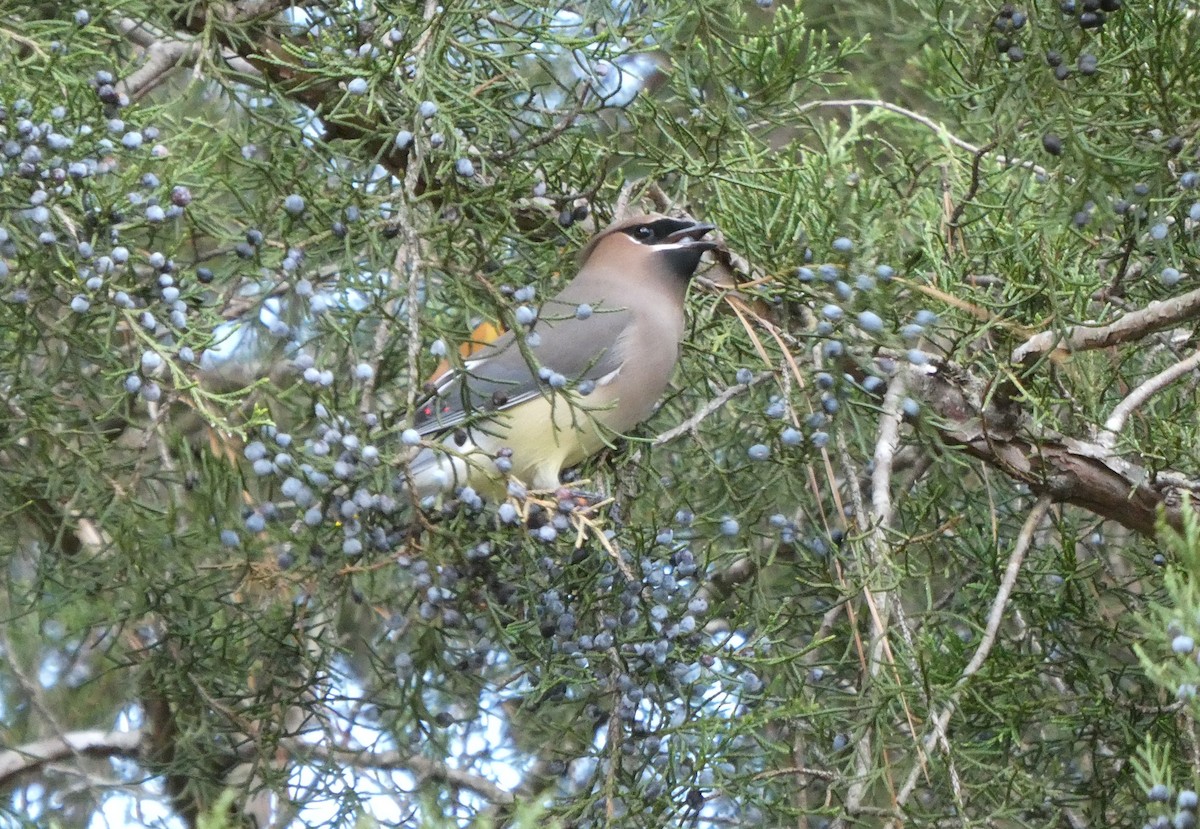 Cedar Waxwing - ML645903095