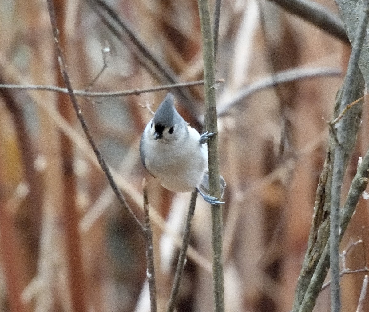 Tufted Titmouse - ML645903103