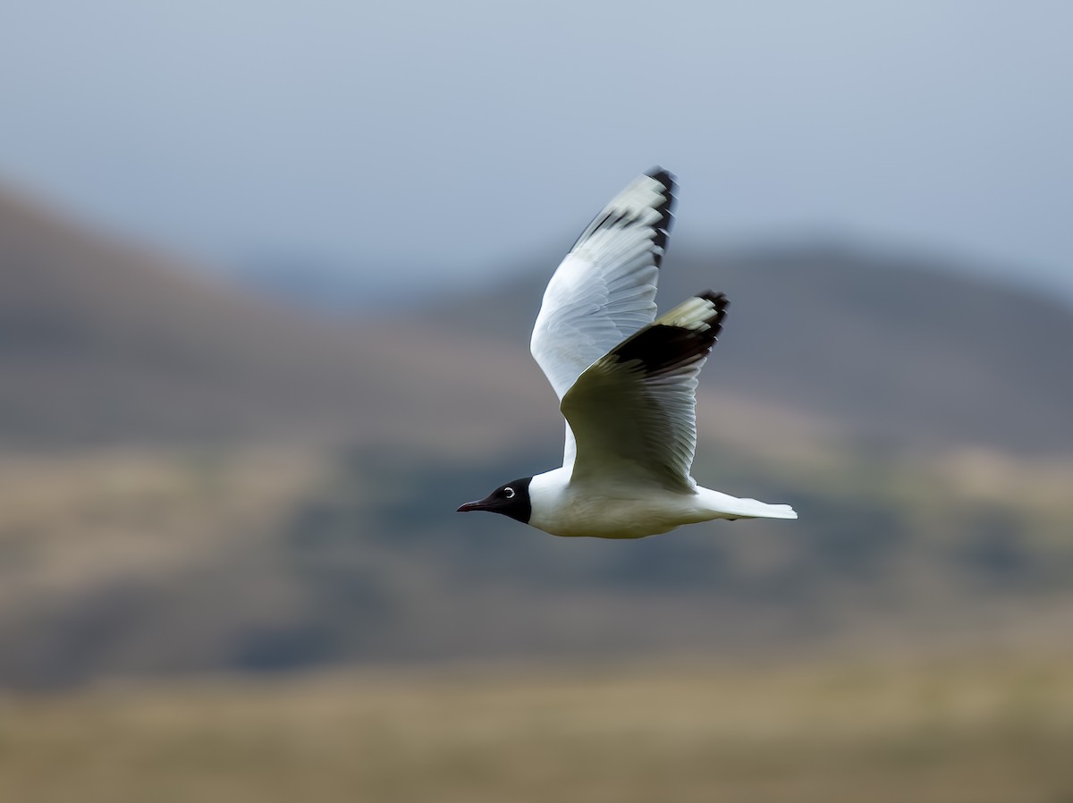 Mouette des Andes - ML645903111