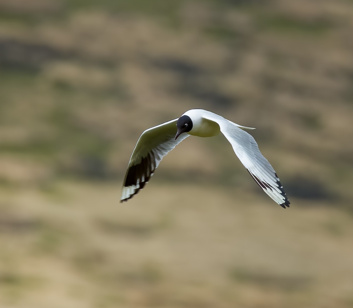 Mouette des Andes - ML645903112